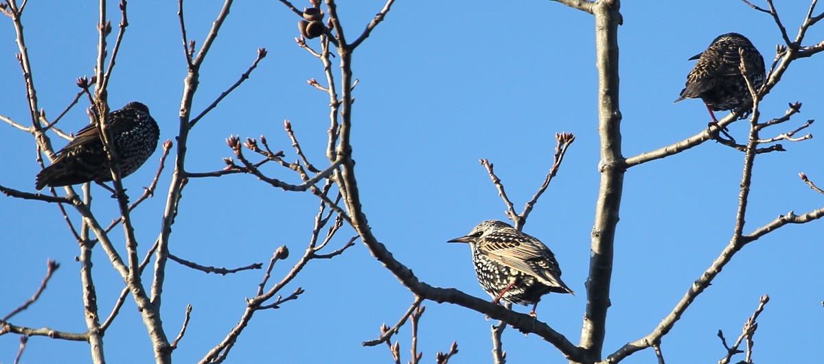 European Starling - ML402982711