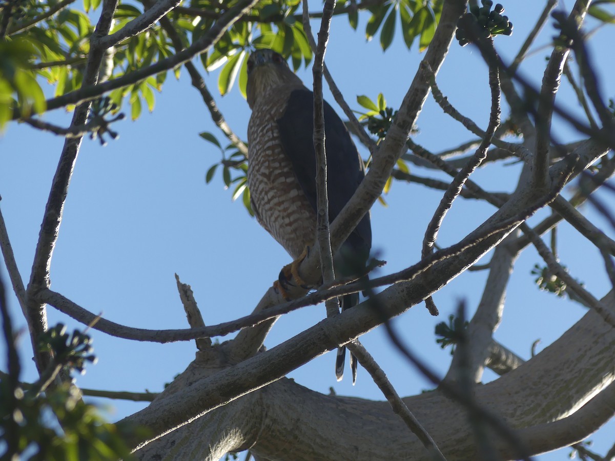 Cooper's Hawk - ML402982861