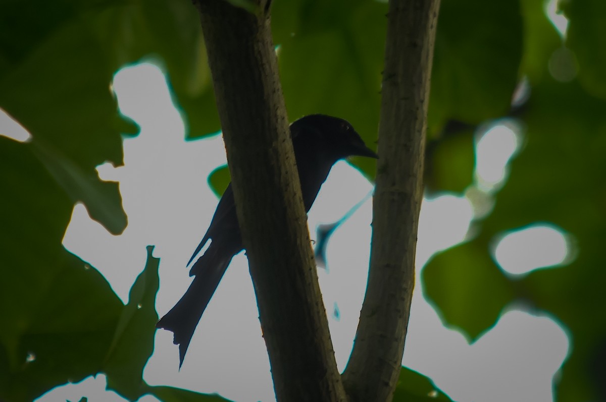 Velvet-mantled Drongo (Principe) - Augusto Faustino