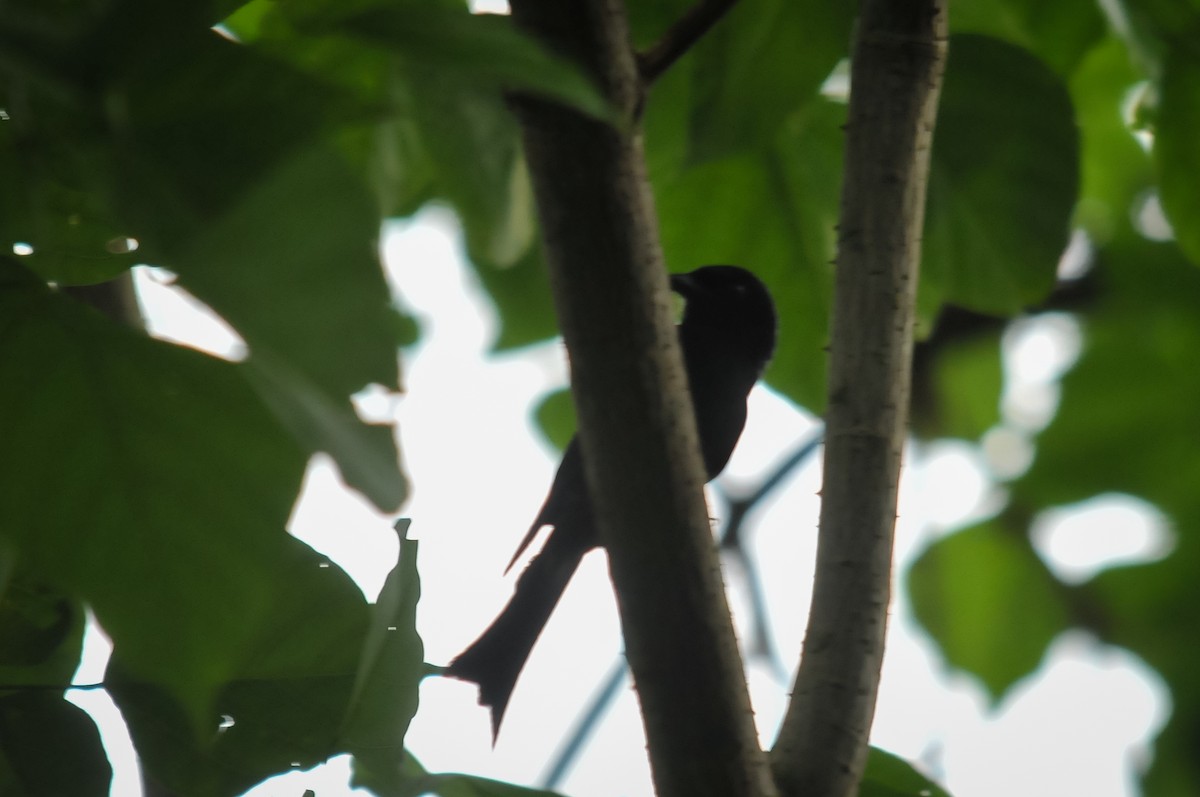 Velvet-mantled Drongo (Principe) - ML402983551