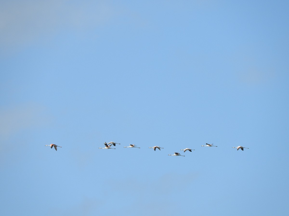 Chilean Flamingo - ML402984211