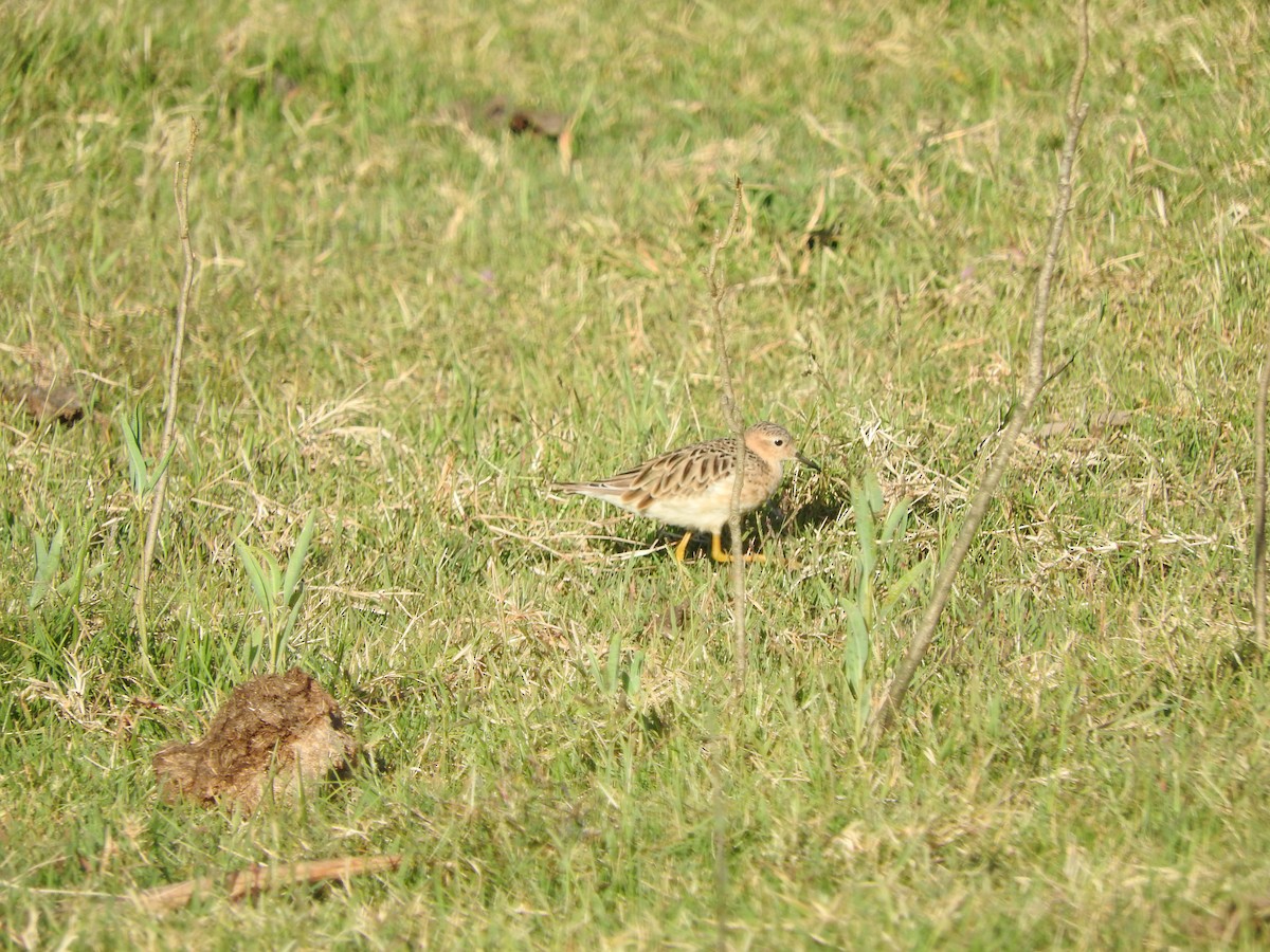 Buff-breasted Sandpiper - ML402984431