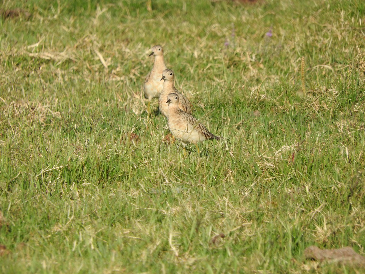 Buff-breasted Sandpiper - ML402984441