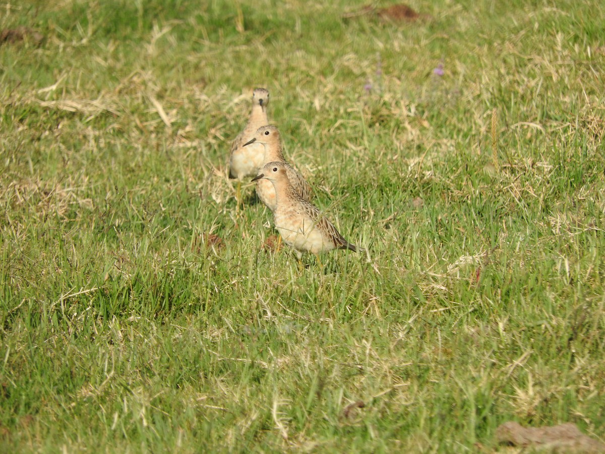 Buff-breasted Sandpiper - ML402984451