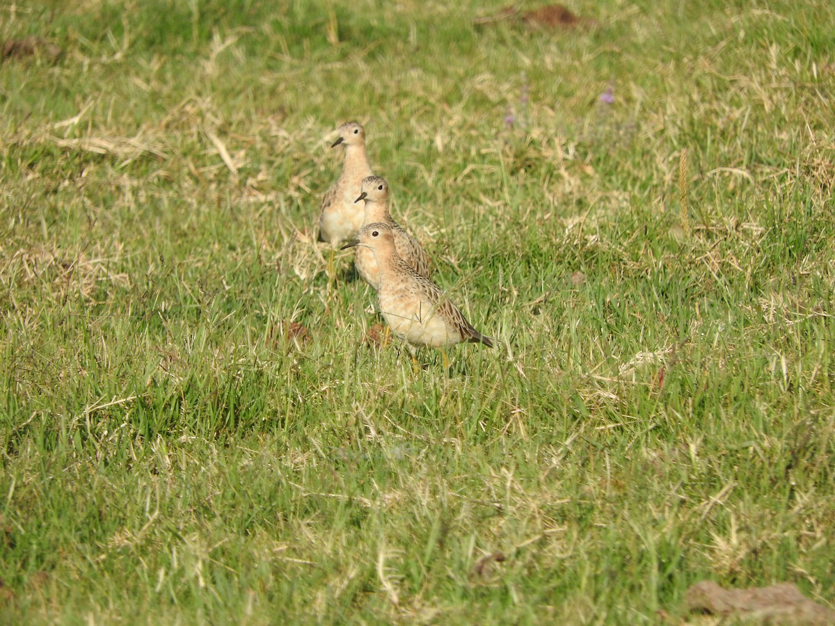 Buff-breasted Sandpiper - ML402984461