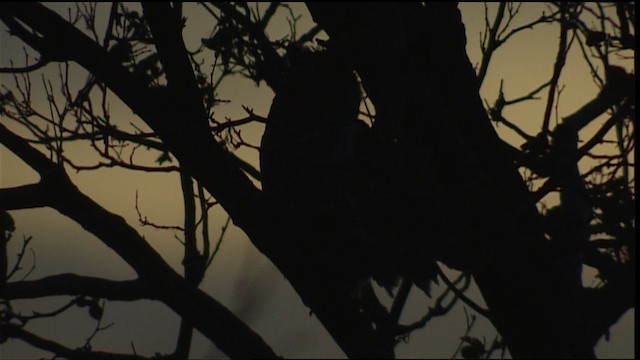 Great Horned Owl - ML402985