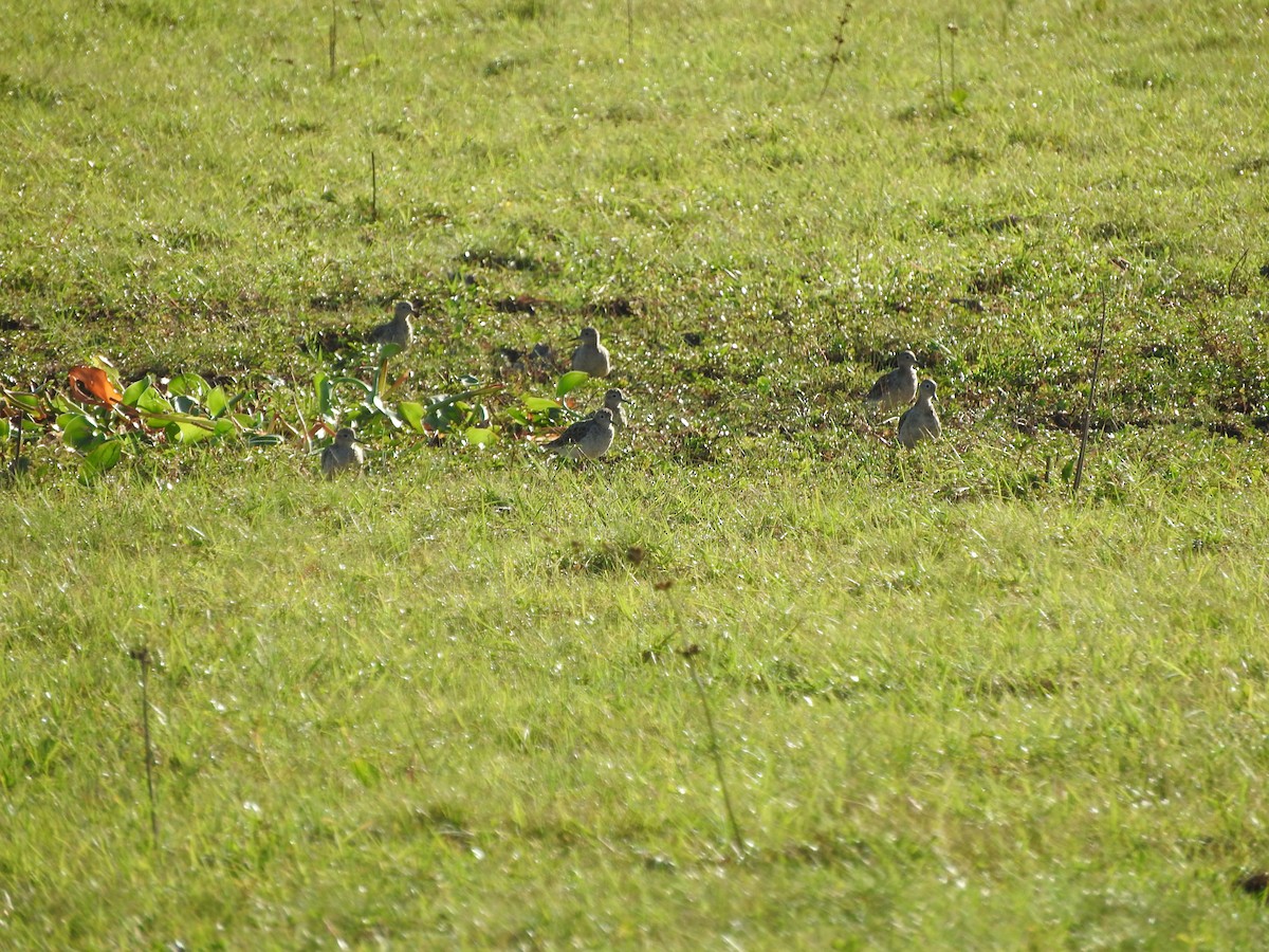 Buff-breasted Sandpiper - ML402985061