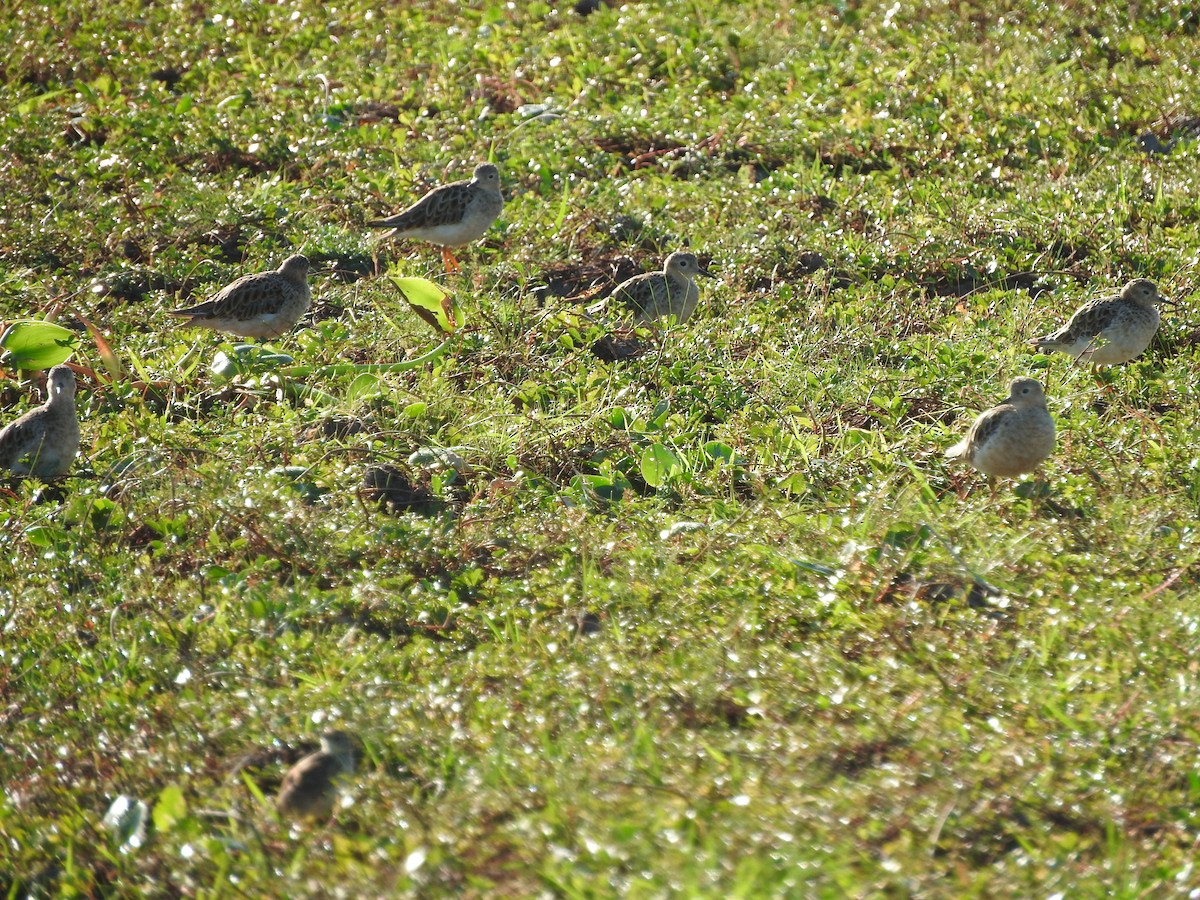Buff-breasted Sandpiper - ML402985121