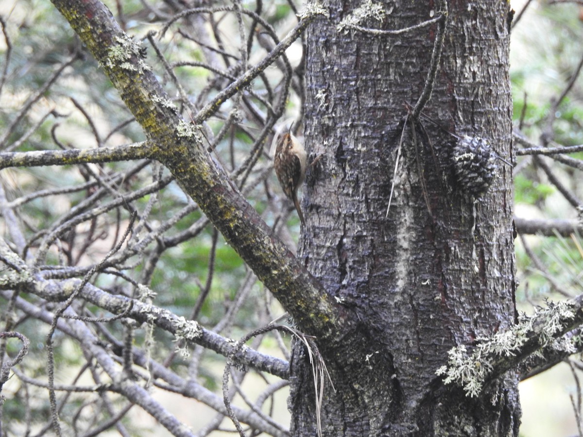 Brown Creeper - ML402986171