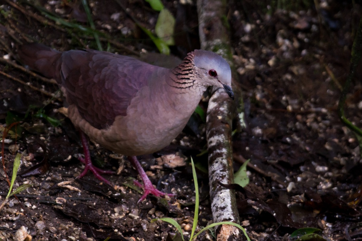 White-faced Quail-Dove - ML402986351