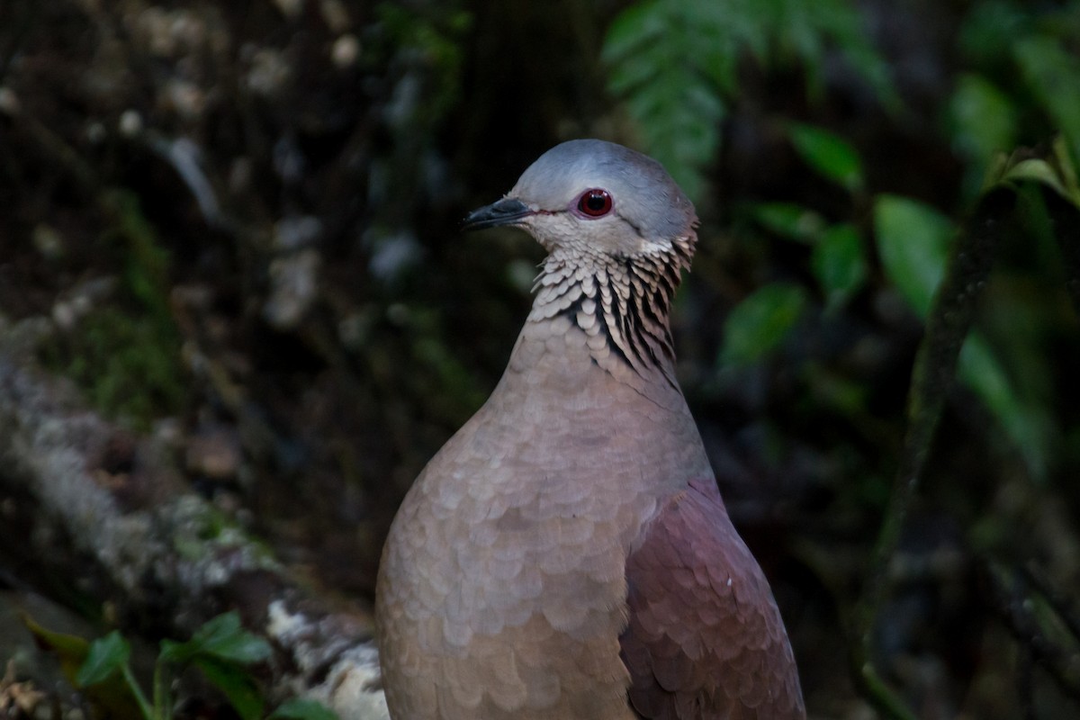 White-faced Quail-Dove - ML402986671