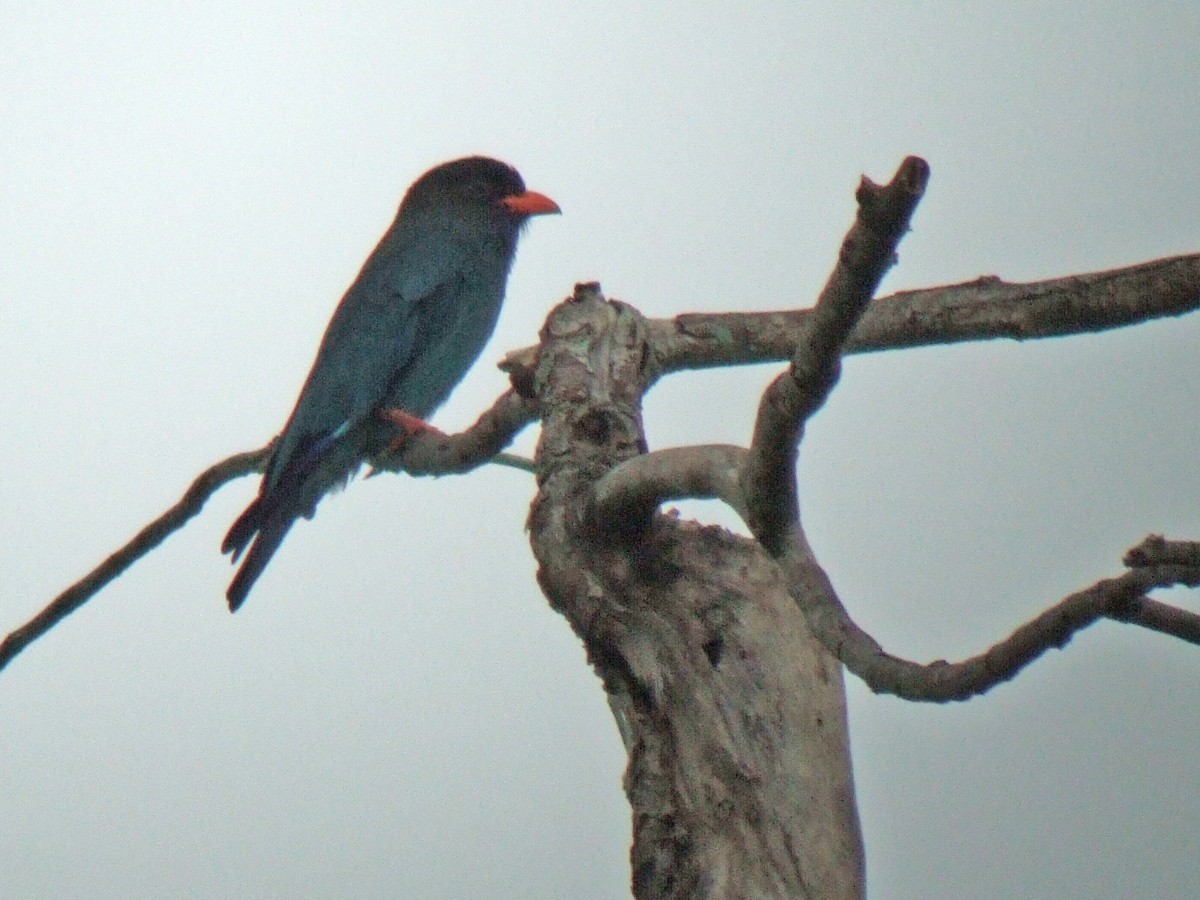 Dollarbird - ML402986741