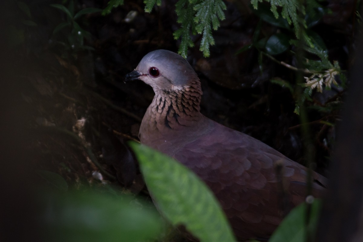 White-faced Quail-Dove - ML402986781