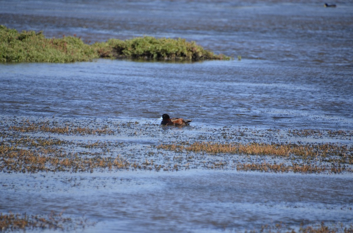 Andean Duck (ferruginea) - ML402986921