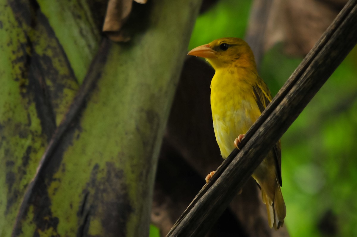 Principe Golden-Weaver - Augusto Faustino