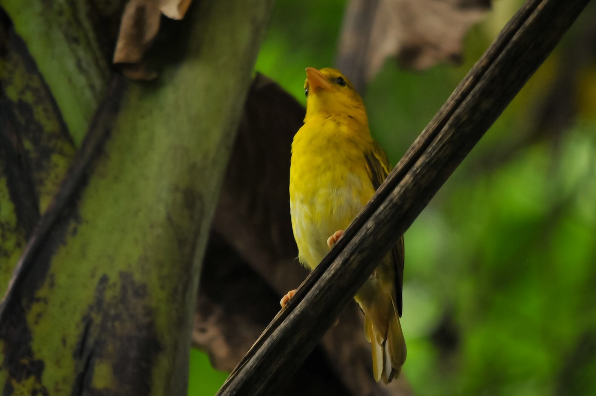 Principe Golden-Weaver - Augusto Faustino