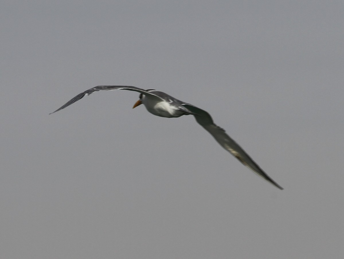 Great Crested Tern - ML402989011