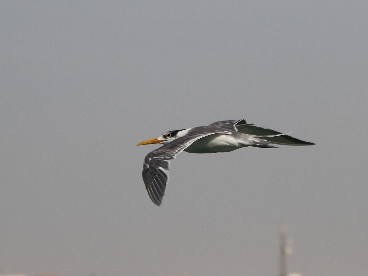 Great Crested Tern - ML402989031