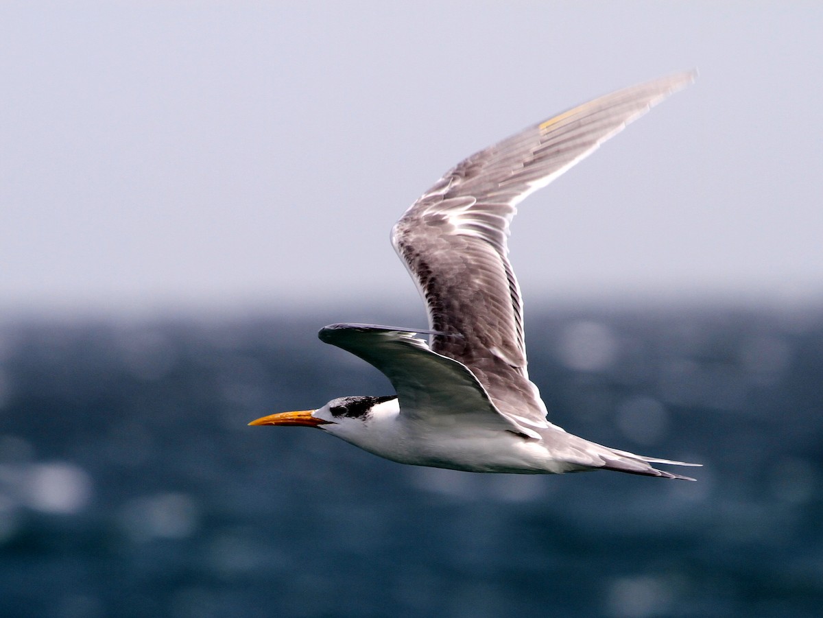 Great Crested Tern - ML402989061