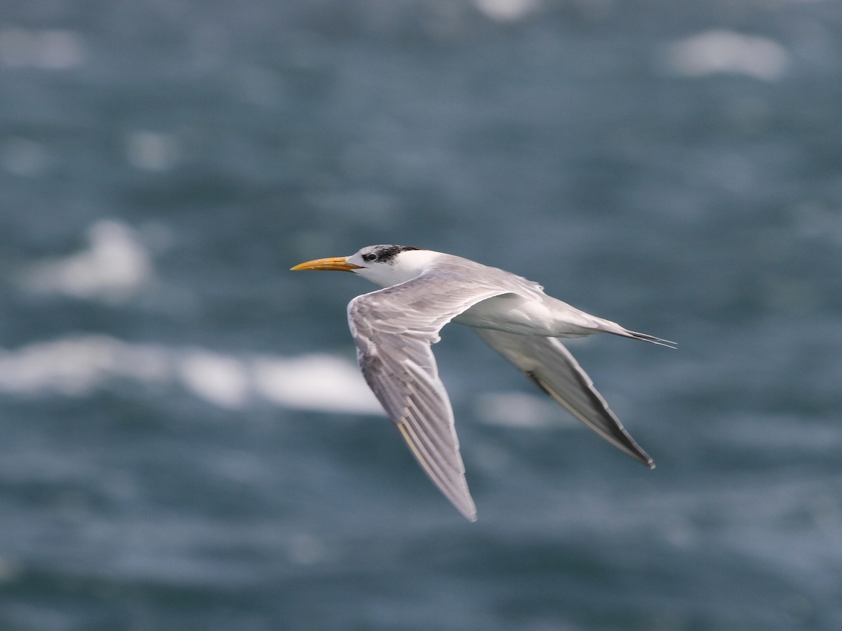 Great Crested Tern - ML402989111