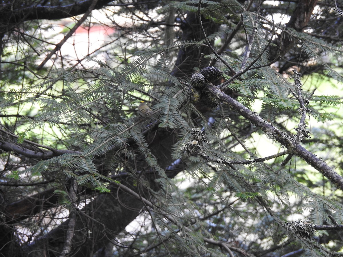 Golden-crowned Kinglet - ML402989501