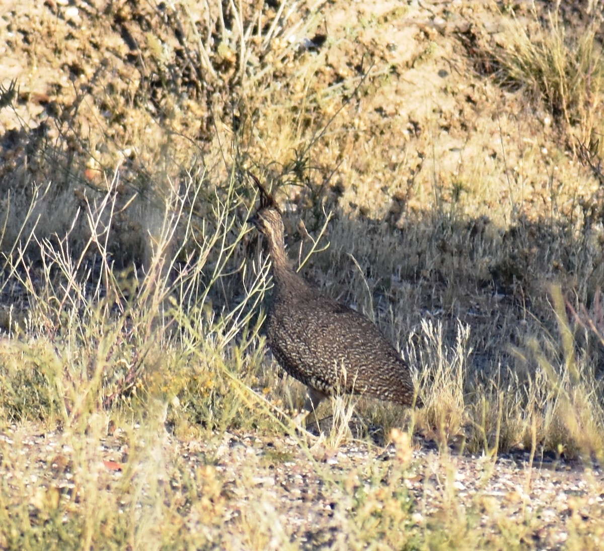 Elegant Crested-Tinamou - ML402989781