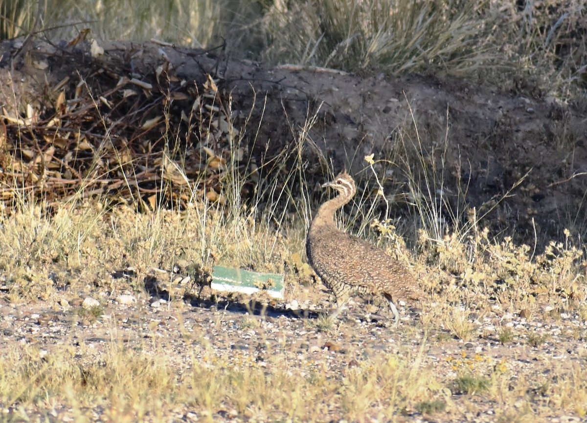 Elegant Crested-Tinamou - irma melo