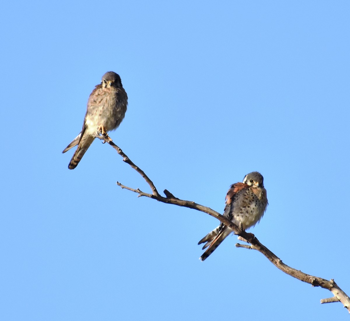 American Kestrel - ML402990031