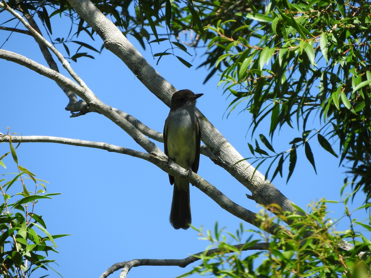 Swainson's Flycatcher - ML402990121