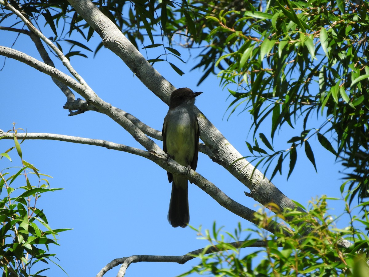 Swainson's Flycatcher - ML402990761