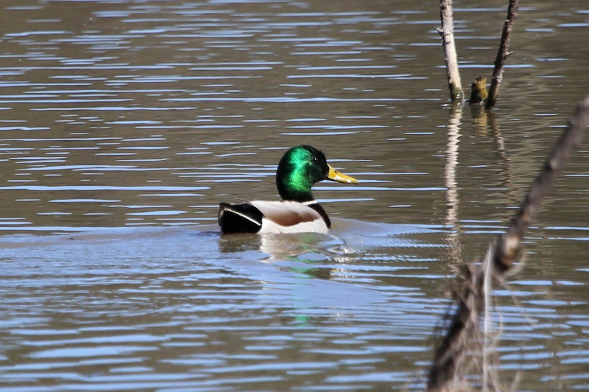 Stockente - ML402990861