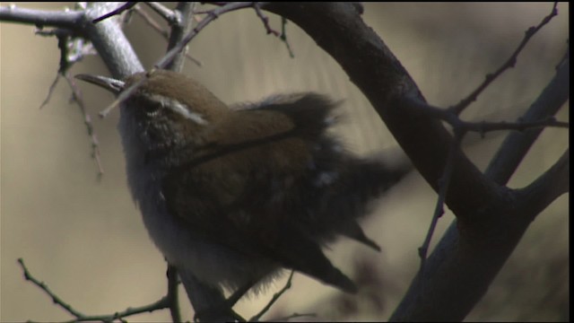 Bewick's Wren - ML402991