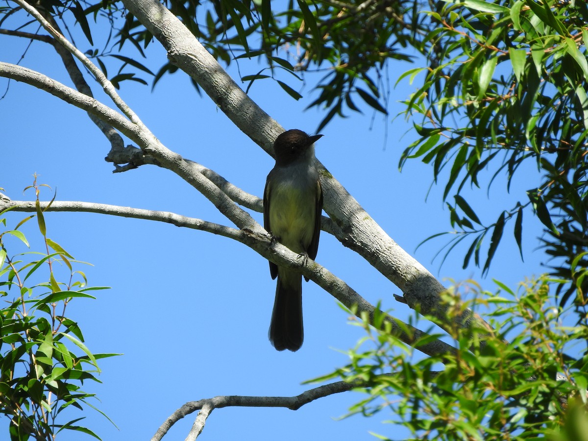 Swainson's Flycatcher - ML402991191