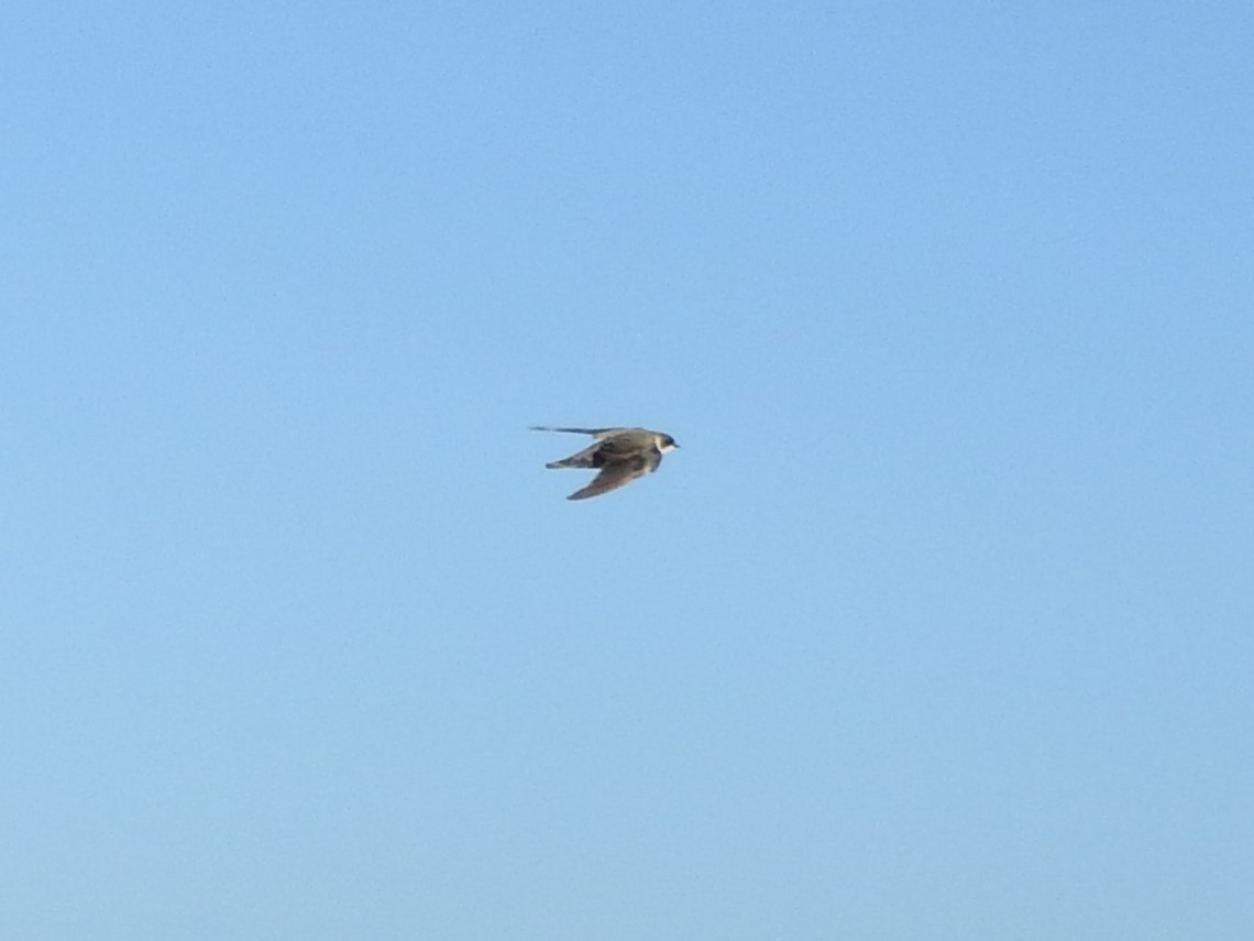 Bank Swallow - ML402991311