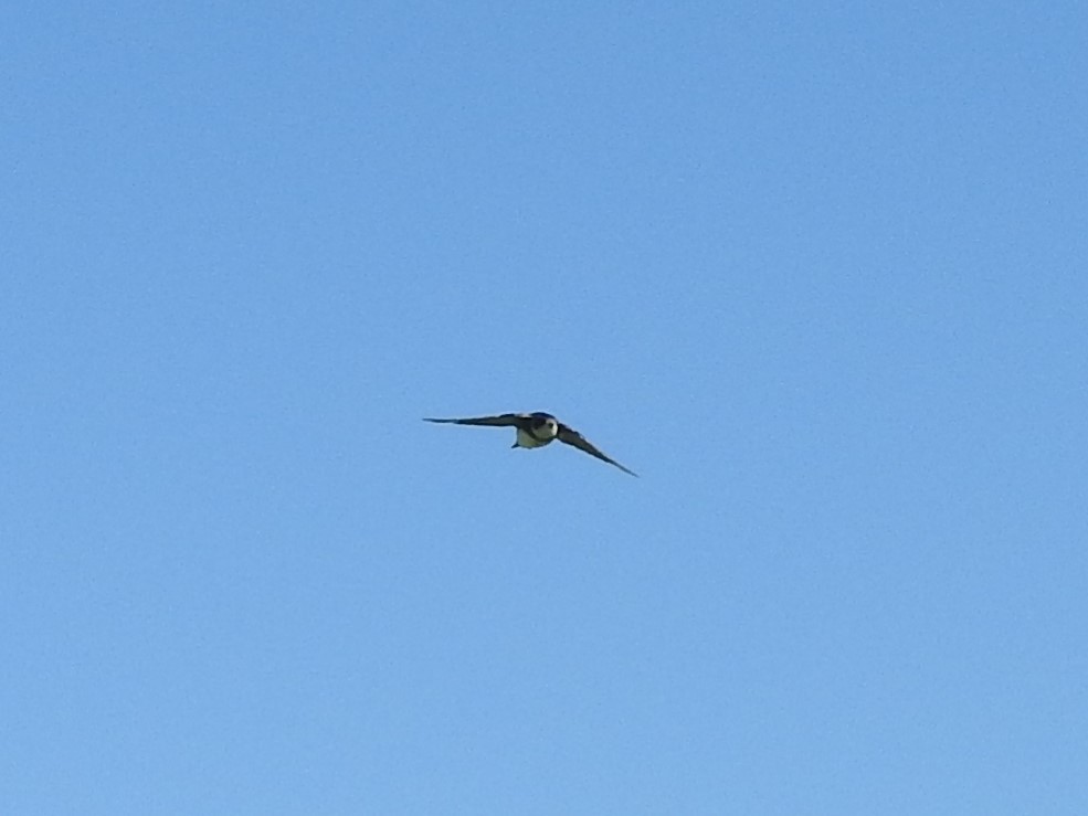 Bank Swallow - ML402991331