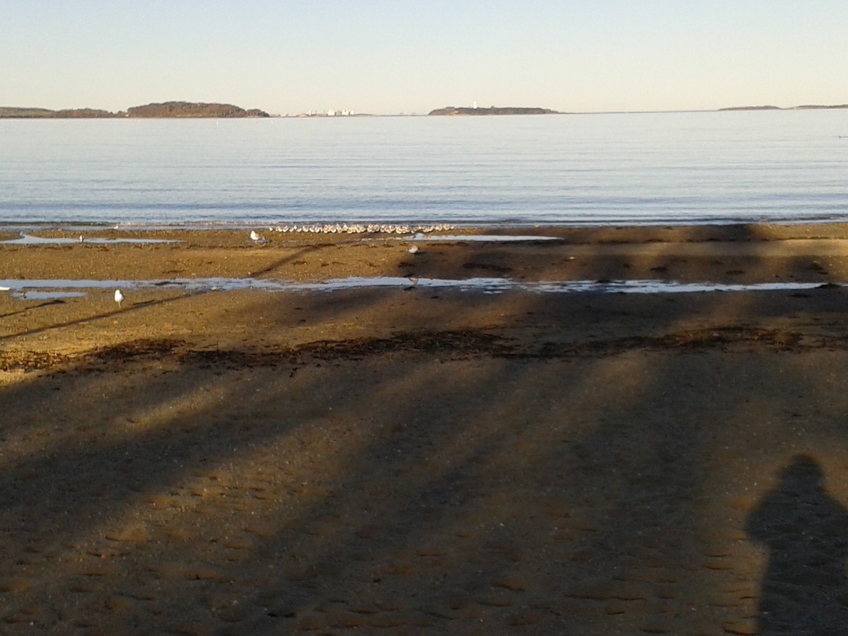 Black-bellied Plover - ML40299151