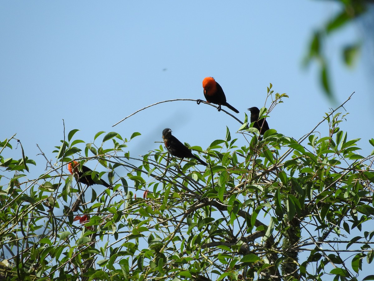 Scarlet-headed Blackbird - ML402991671