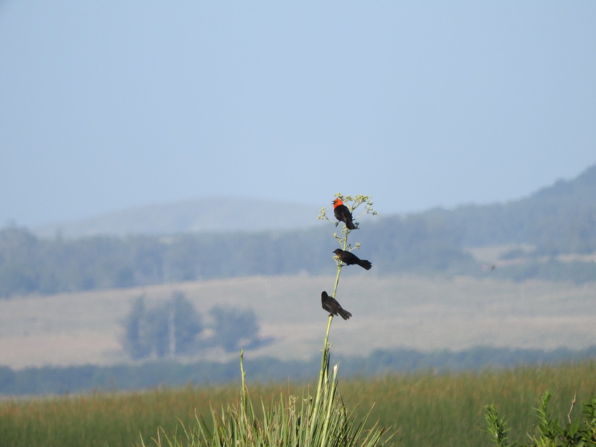 Scarlet-headed Blackbird - ML402991711