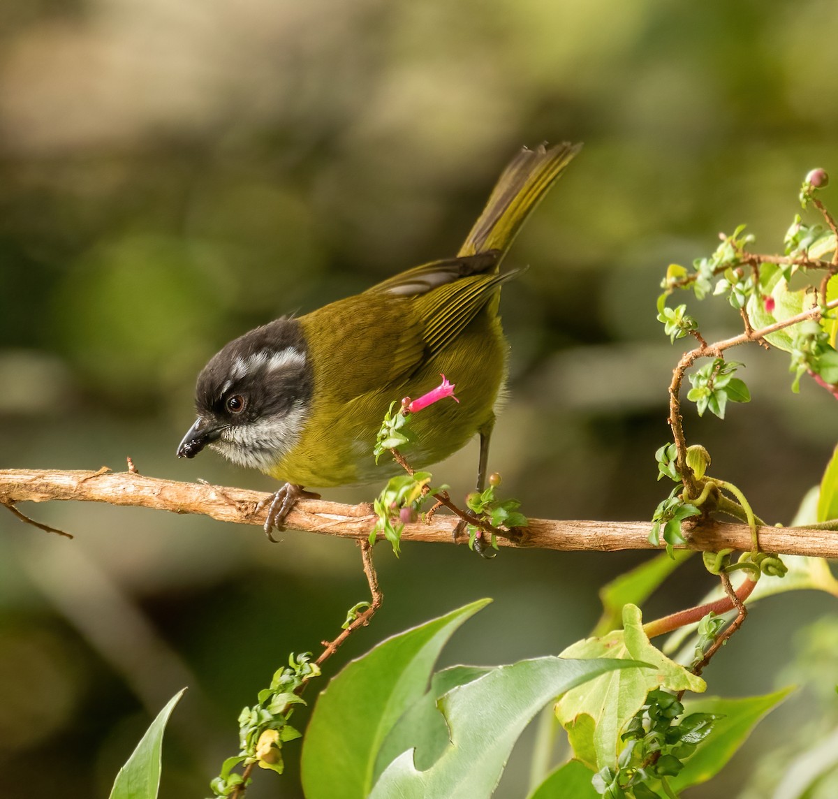 Sooty-capped Chlorospingus - ML402992401