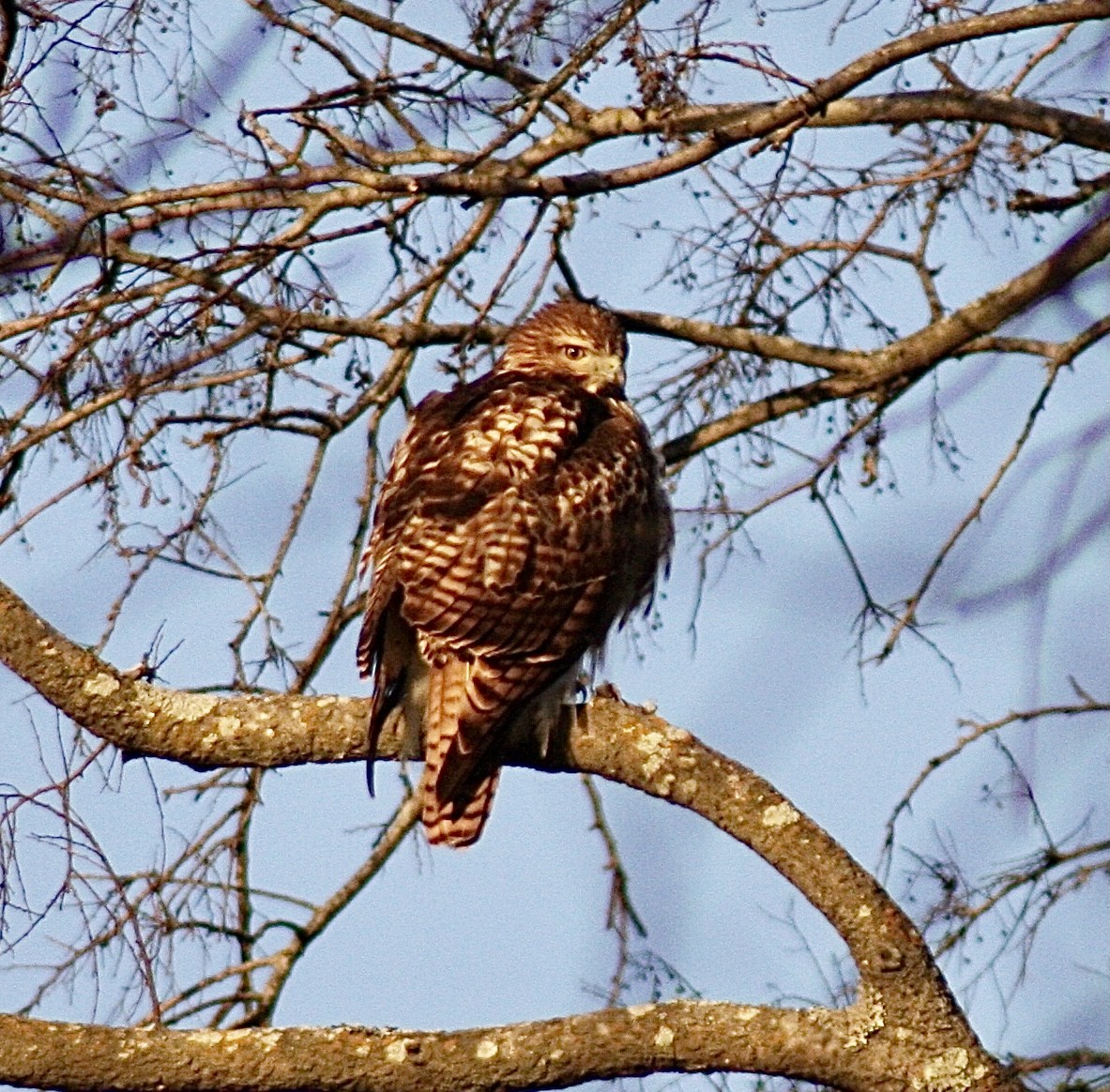 Red-tailed Hawk - ML402992711