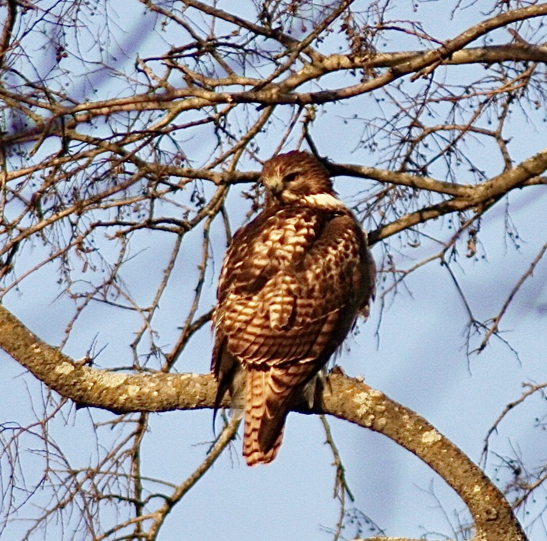 Red-tailed Hawk - ML402992721