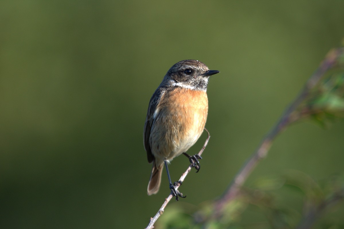 European Stonechat - Vitor Pombeiro