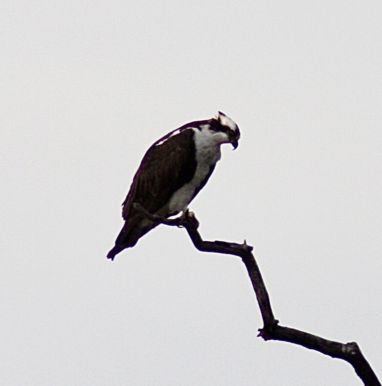 Águila Pescadora - ML402993571