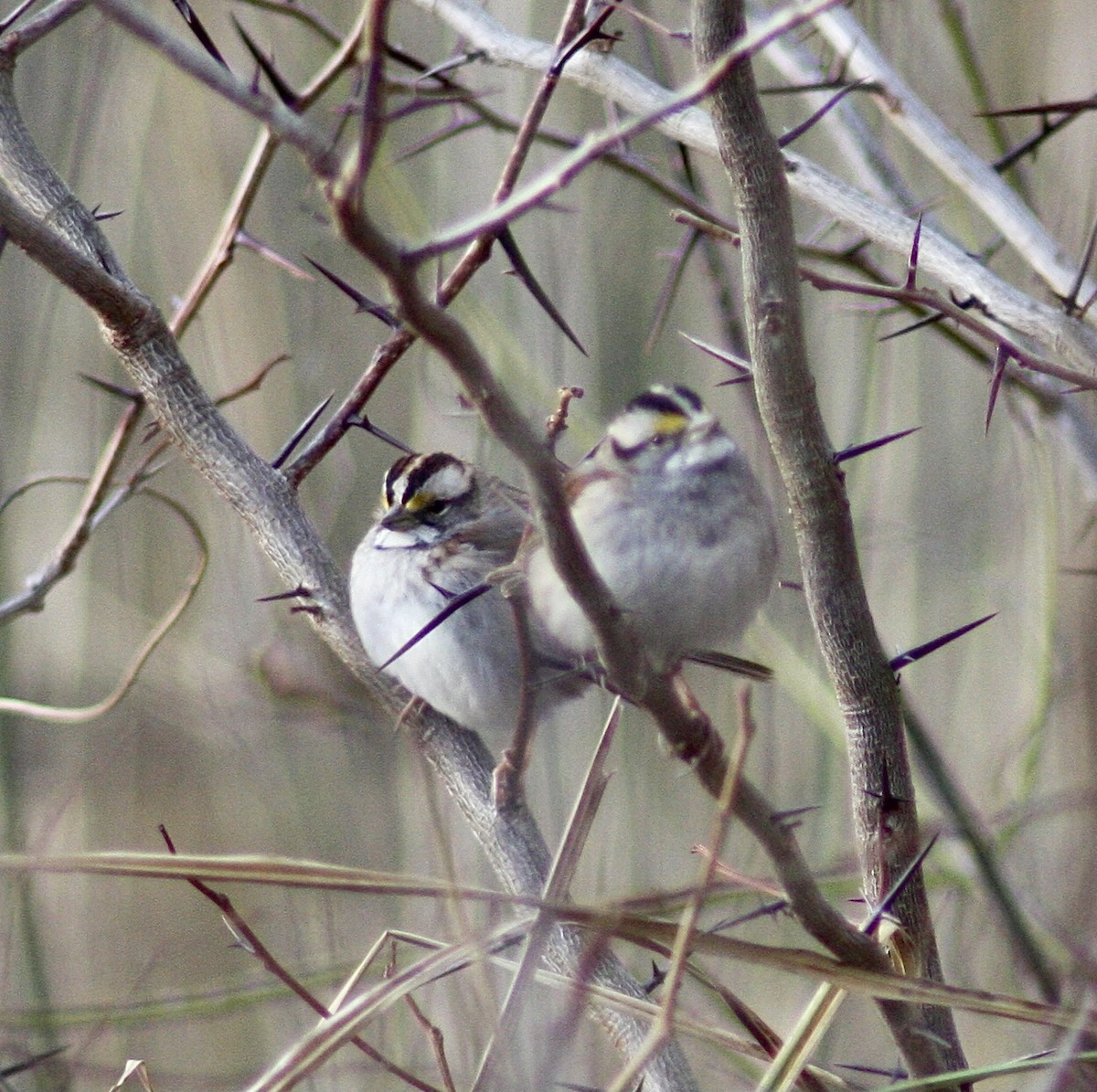 White-throated Sparrow - ML402993901