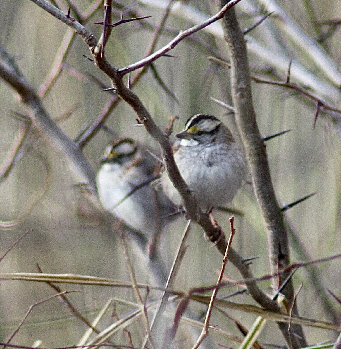 White-throated Sparrow - ML402993911