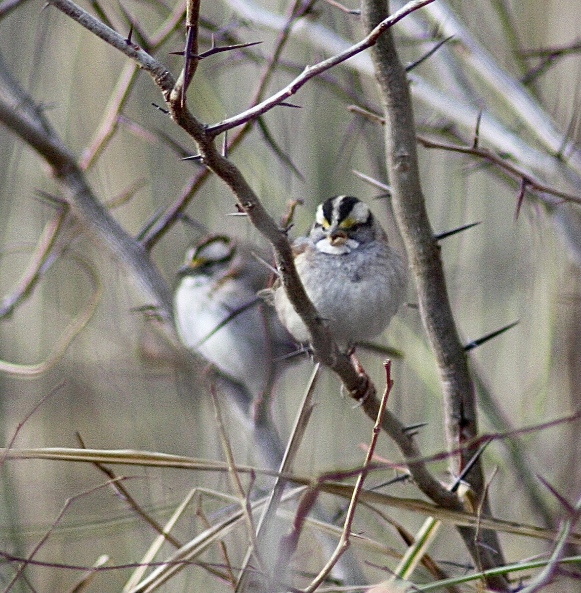 White-throated Sparrow - ML402993921