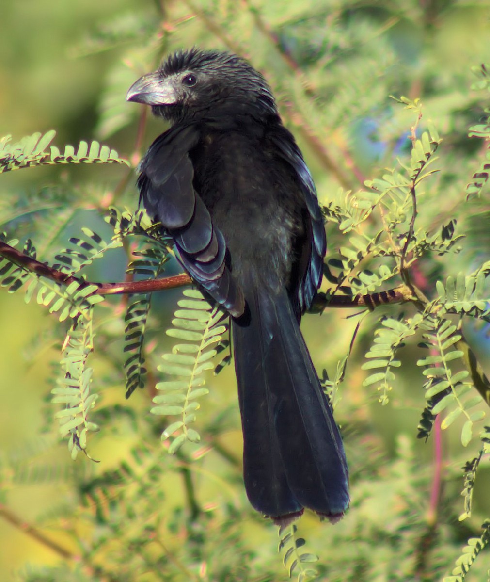 Groove-billed Ani - ML40299551