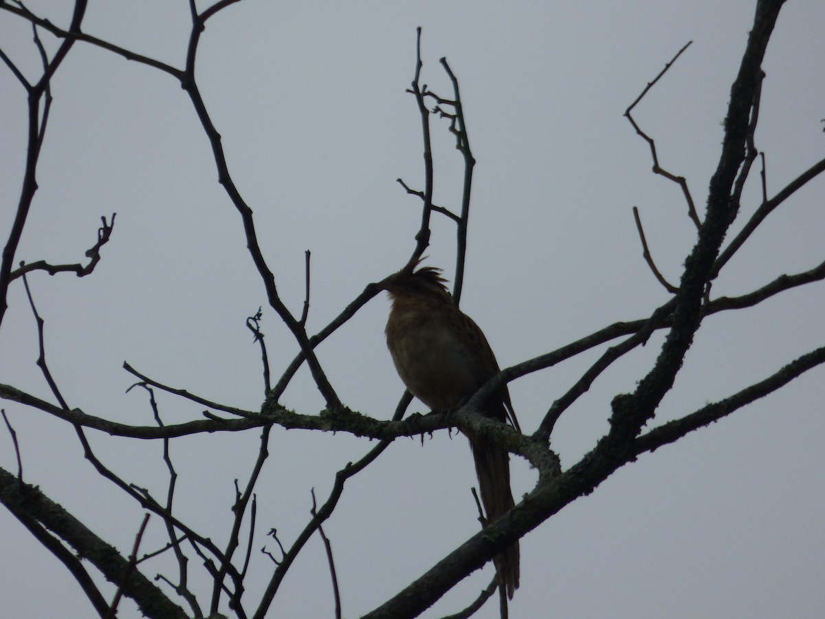 Striped Cuckoo - ML402997151