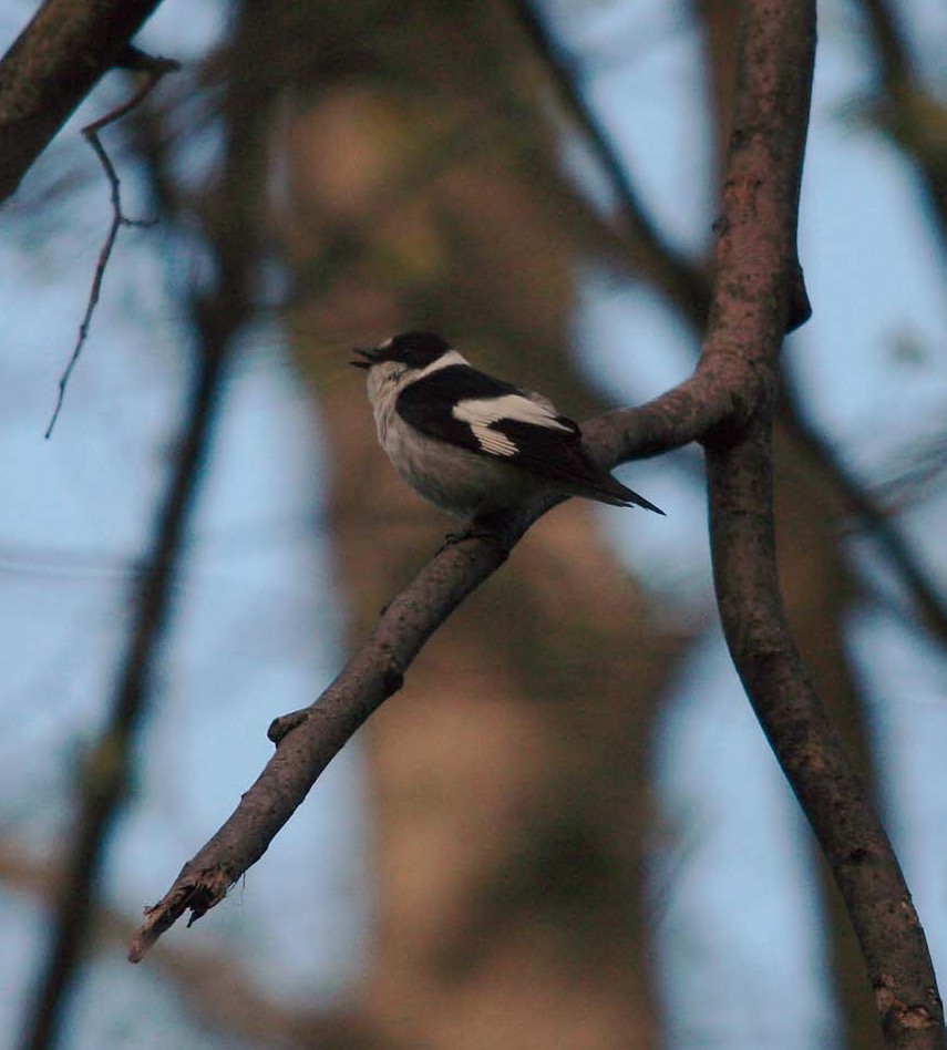 Collared Flycatcher - Andy Benson