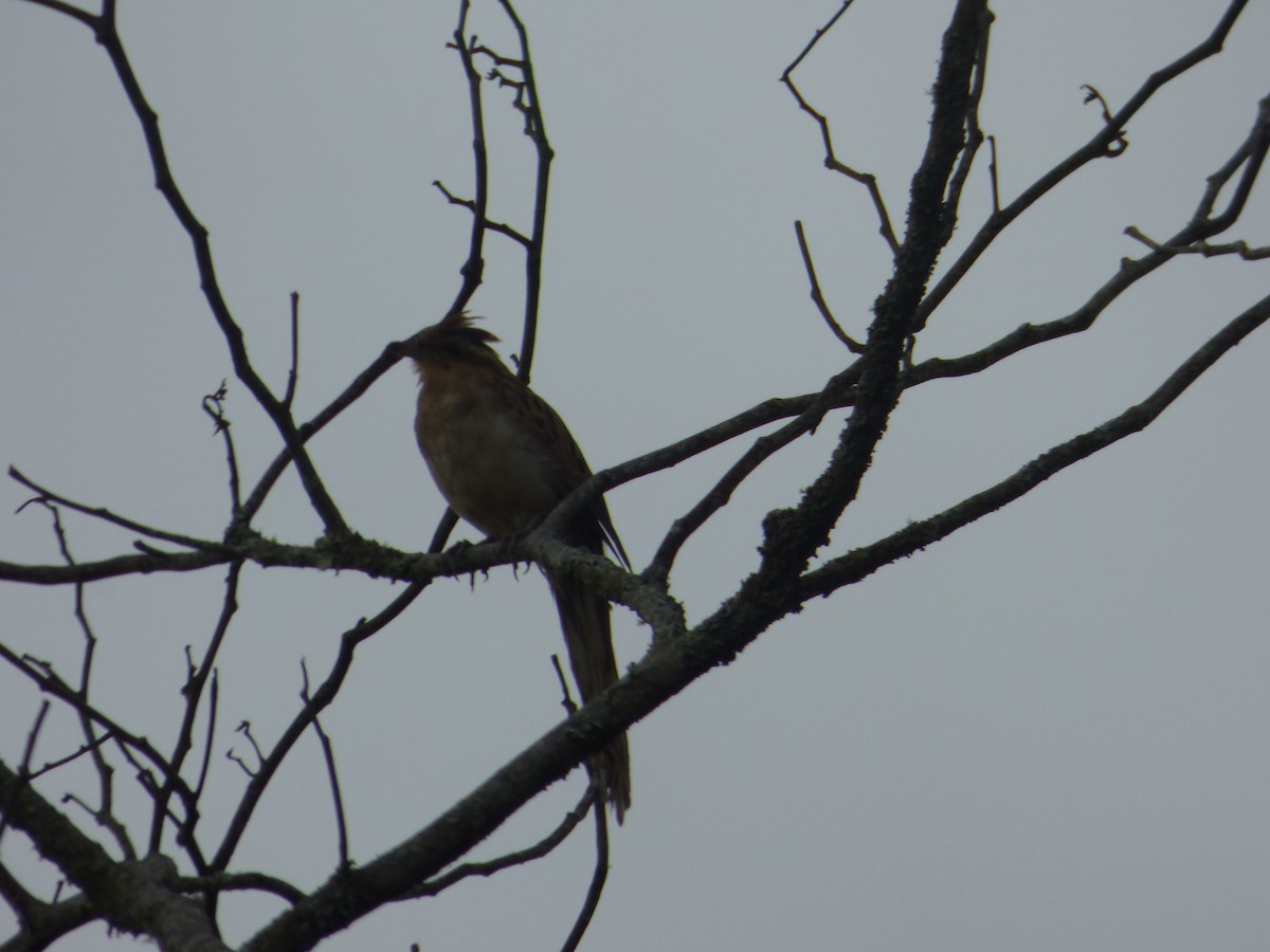 Striped Cuckoo - ML402997481